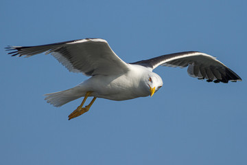 Obraz premium Little black-backed gull in flight with a blue sky.