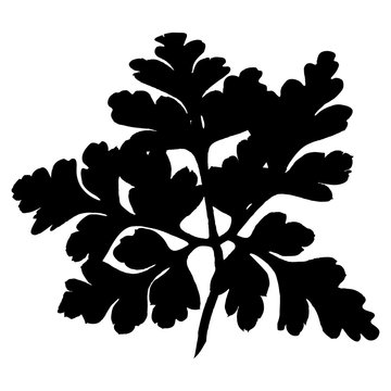 black parsley leaf silhouette on white clip art preview