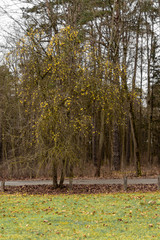 apple tree in winter 