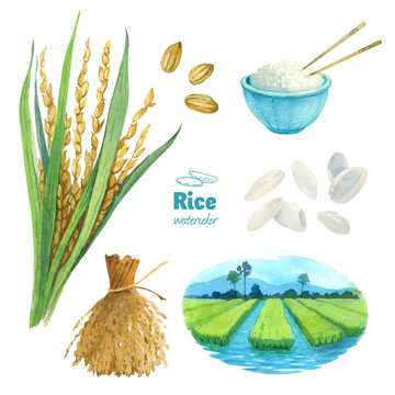 Rice watercolor illustration set with clipping paths