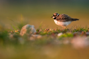 Little ringed plover, natural environment, shallow, close up, isolated,  Charadrius dubius
