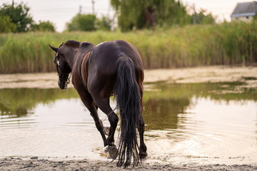 Beautiful well-groomed dark horse for a walk by the lake. A horse runs on water. Strength and Beauty