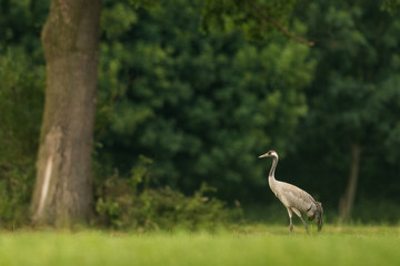 Obraz premium Common crane in the natural environment, wildlife, wild animal, pair, Europe, Grus grus