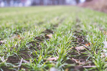 Young wheat crop in a field. Crops of winter wheat. Rows of young sprouts of wheat. Green grass on the field. Cloudy autumn day.