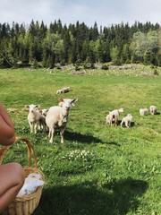 Norwegian sheeps