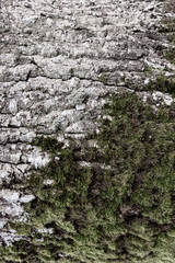 texture of bark of tree