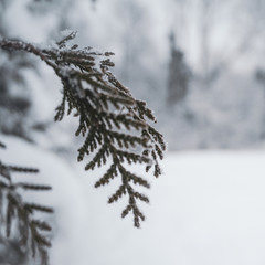 branch of a pinetree in snow