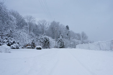 winter landscape with trees and snow