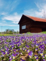 Norwegian barn in flower field