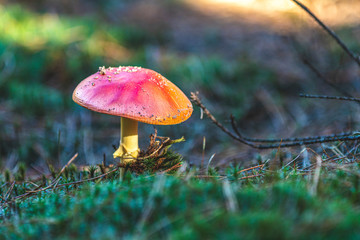 Poisonous fly agaric/ fly amanita mushroom in the central European pine forest. Sunny autumn beautiful day