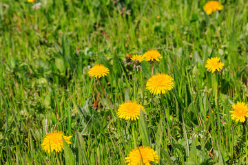 Green meadow covered with yellow dandelions at spring