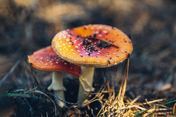 Poisonous fly agaric/ fly amanita mushroom in the central European pine forest. Sunny autumn...