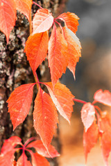 red autumn leaves on tree