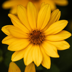 closeup of yellow flower