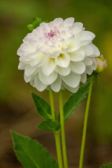 flower isolated on white background
