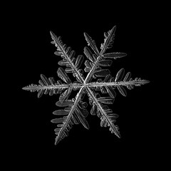Snowflake isolated on black background. Macro photo of real snow crystal: elegant stellar dendrite...