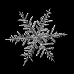 Snowflake isolated on black background. Macro photo of real snow crystal: elegant stellar dendrite...