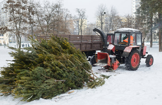 Collection point for recycling used Christmas trees. Tractor, trailer and a pile of tops of used Christmas tree to be crushed in the chipper