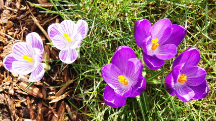 Beautiful lilac crocuses on a background of green grass