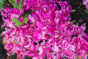 Many Fallen On The Ground Petals Of Pink Peonies Flowers. Magenta Color. Close-Up. Macro.