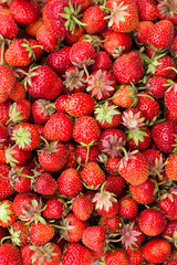 Lots Of Strawberries. Close-Up. Macro.