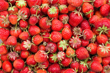 Lots Of Strawberries. Close-Up. Macro.