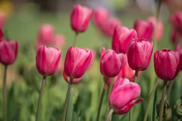 Gordijnen tulip © ceylan_m