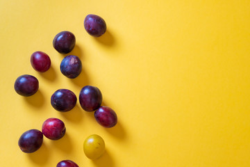 Homemade blue plums pattern with one yellow plum on yellow background. Square fruit. Fall concept. Autumn background. Flat lay, top view, copy space