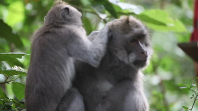 close tele shot of a pair of wild Grey Haired Long tail Makaques in Indonesian jungle busy grooming and searhing for parasites in each others fur. daylight shot no people