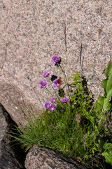 Butterfly sitting on purple chives flower