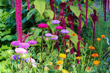 Fun colorful garden with mixed flowers in bright colors