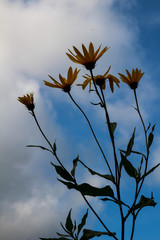 Yellow flowers and blue sky