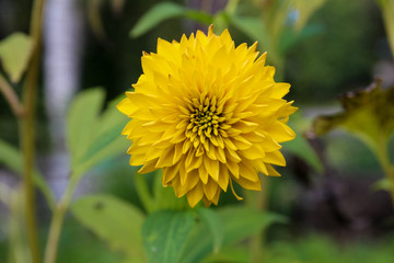 Yellow dahlia in the garden