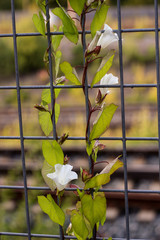 White petunias climbing on metal fence	