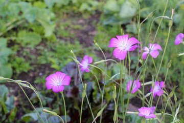 Geranium flowers planted in the garden