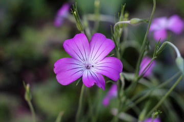 Purple geranium flower with distinct pattern