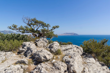 Fototapeta na wymiar Relic juniper tree on coastal cliffs. Crimea.