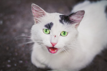 cat with green eyes meows