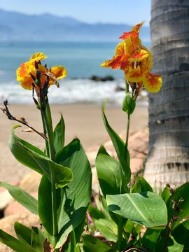 Flowers by the Sea