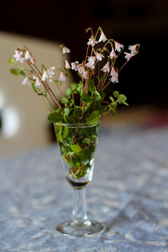 Bouquet of linnaea borealis in small glass vase