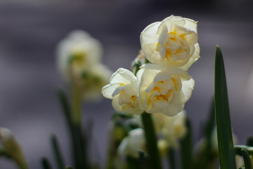 Spring flowers planted outside, light yellow daffodils