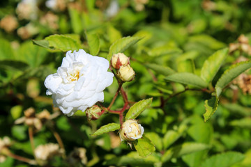 Fototapeta na wymiar White rose blooming in the garden