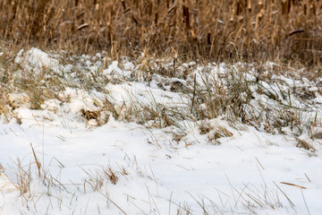 The first snow on dry grass in nature