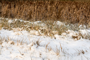 The first snow on dry grass in nature