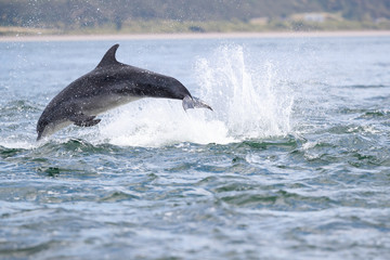 Jumping dolphins