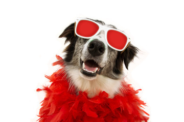 portrait funny dog celebrating new year, carnival or valentine's day with red feather boa and glasses, Isolated on white background.