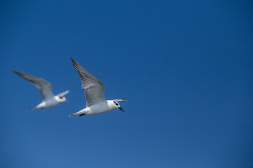 seagull in flight isolated on blue sky
