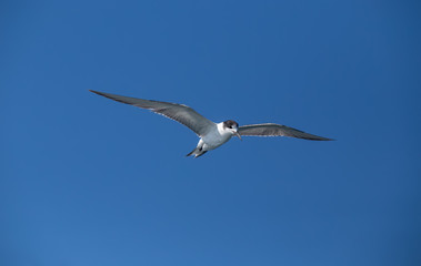 seagull in flight isolated on blue sky