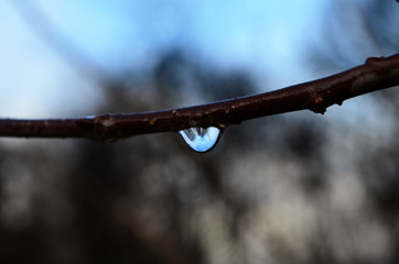 Dew on the brunch with buds among the plants. Drop of water on the bokeh background.