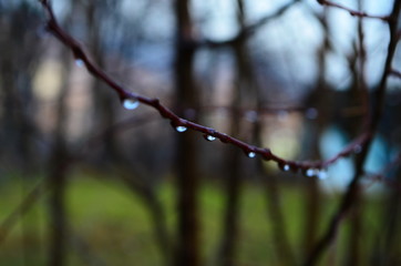 Dew on the brunch with buds among the plants. Drop of water on the bokeh background.